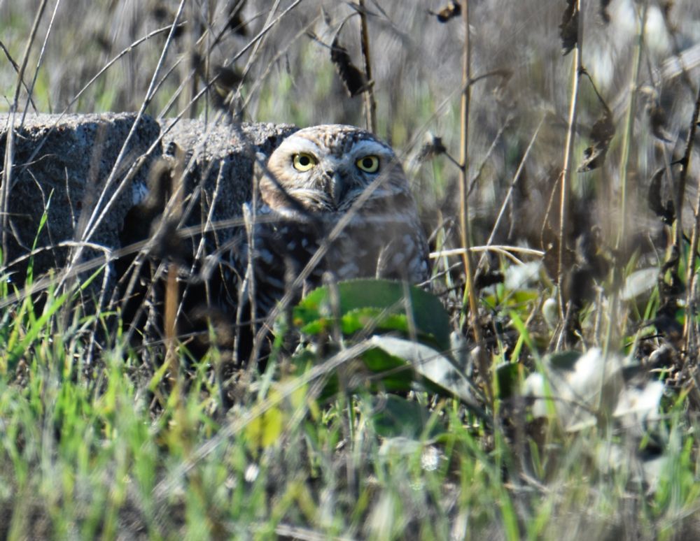A nonplussed tiny owl sits among the grasslands. 