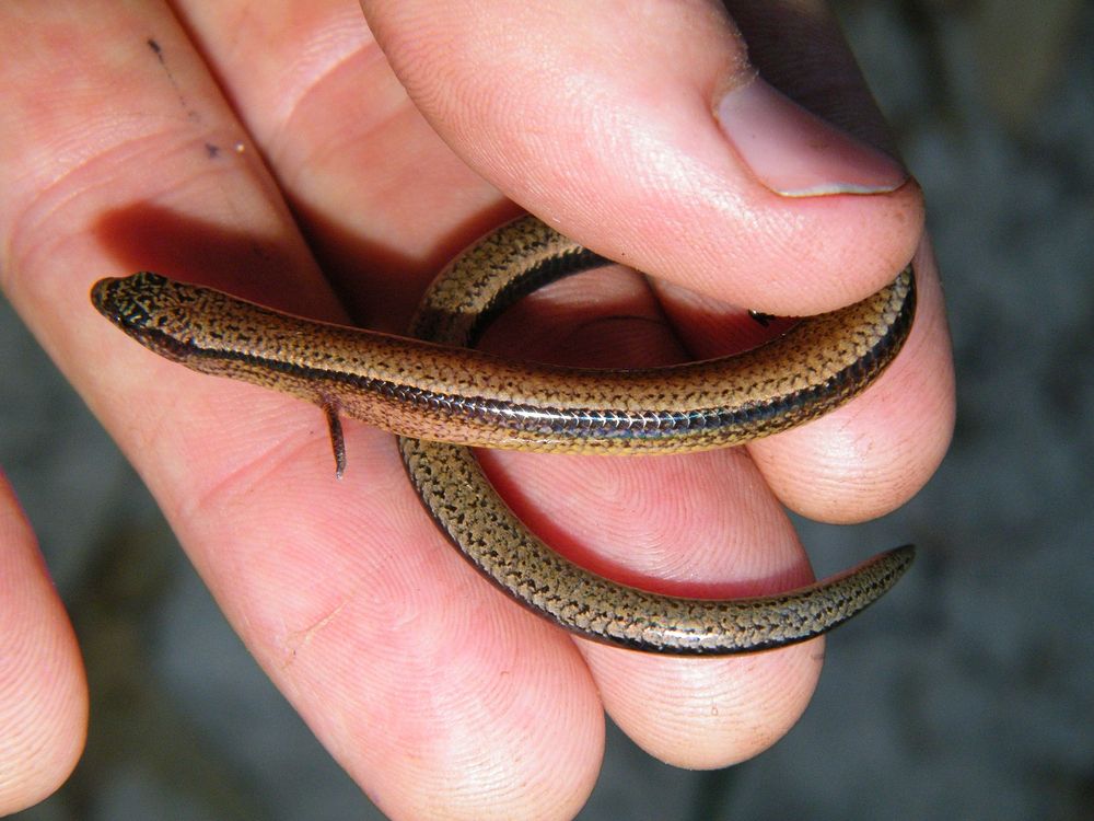 A small lizard, with tiny tiny feet. Its a bit weird to describe, because its a bit weird as a reptile.