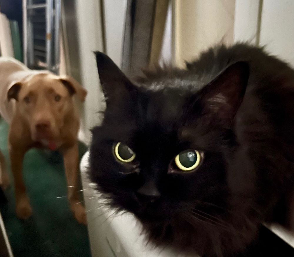 Dog watches cat watches #BlueSky 