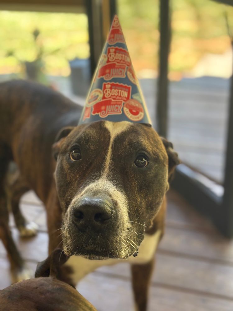 A brindle pitbull wearing a party hat 