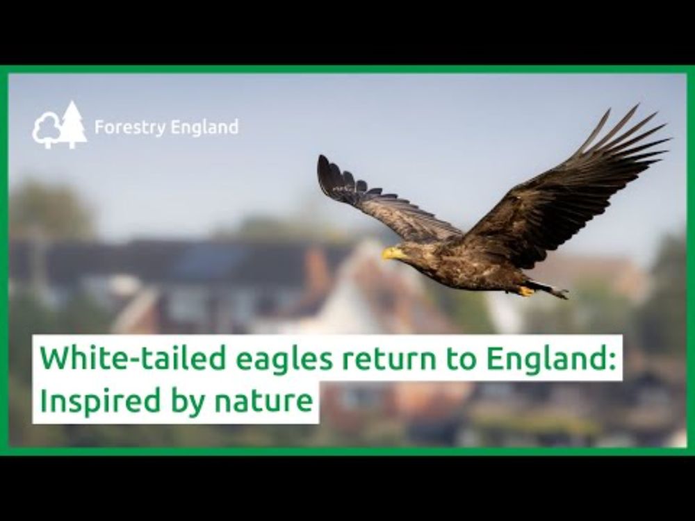White-tailed eagles return to England - Inspired by nature