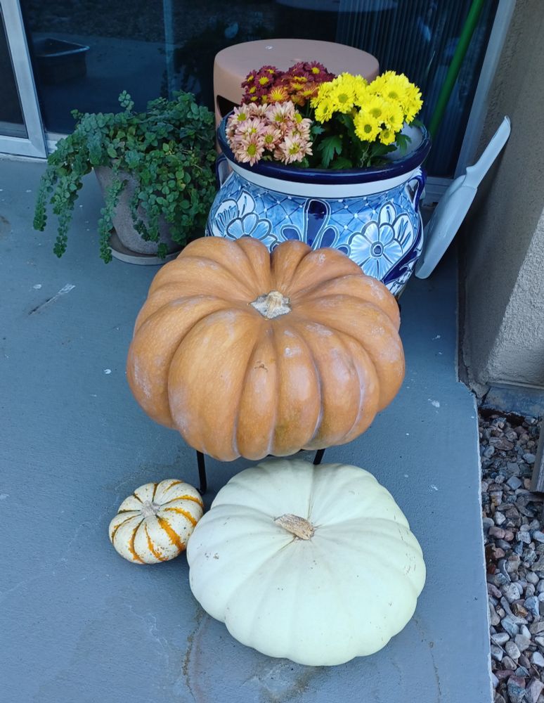 A corner patio display with burgundy, peach, and yellow mums, a huge dusty orange heirloom pumpkin, flat white heirloom pumpkin, and tiny tiger-striped mini pumpkin. 