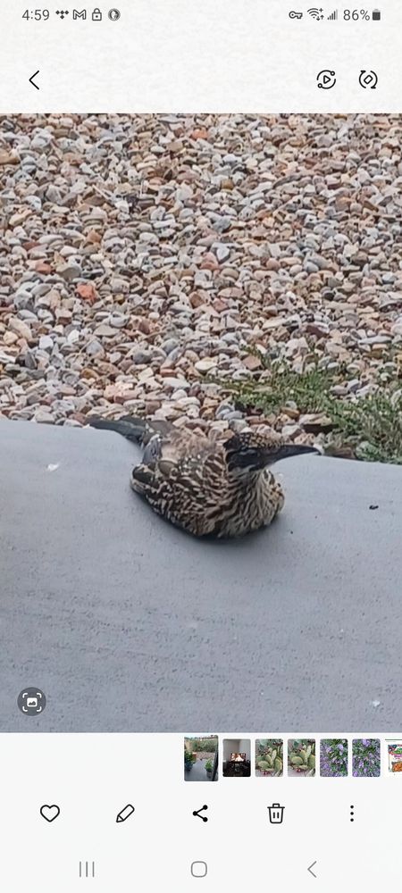 Roadrunner seated on concrete patio with legss tucked like a duck