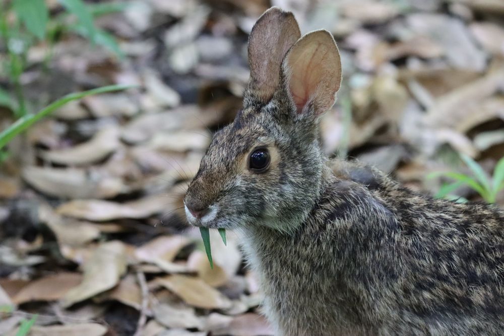 A rabbit with ears erect like antennae calmly munches on grass as it stands in profile to the camera.