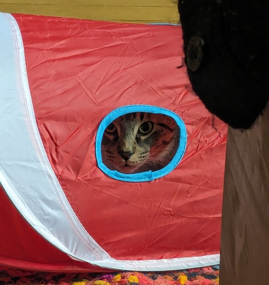 cat looking intently at the viewer from a hiding place 