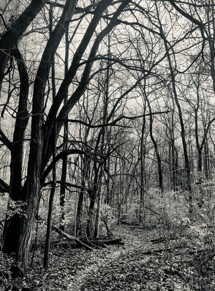 Walking through the woods and the bare branches of the tree looks like arms trying to reach out and grab me.