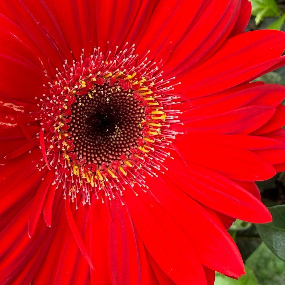 A bright red gerbera. The centre is black and radiates out to red. Circles of yellow and white dots surround the centre so that is looks like an explosion around a black hole. 
