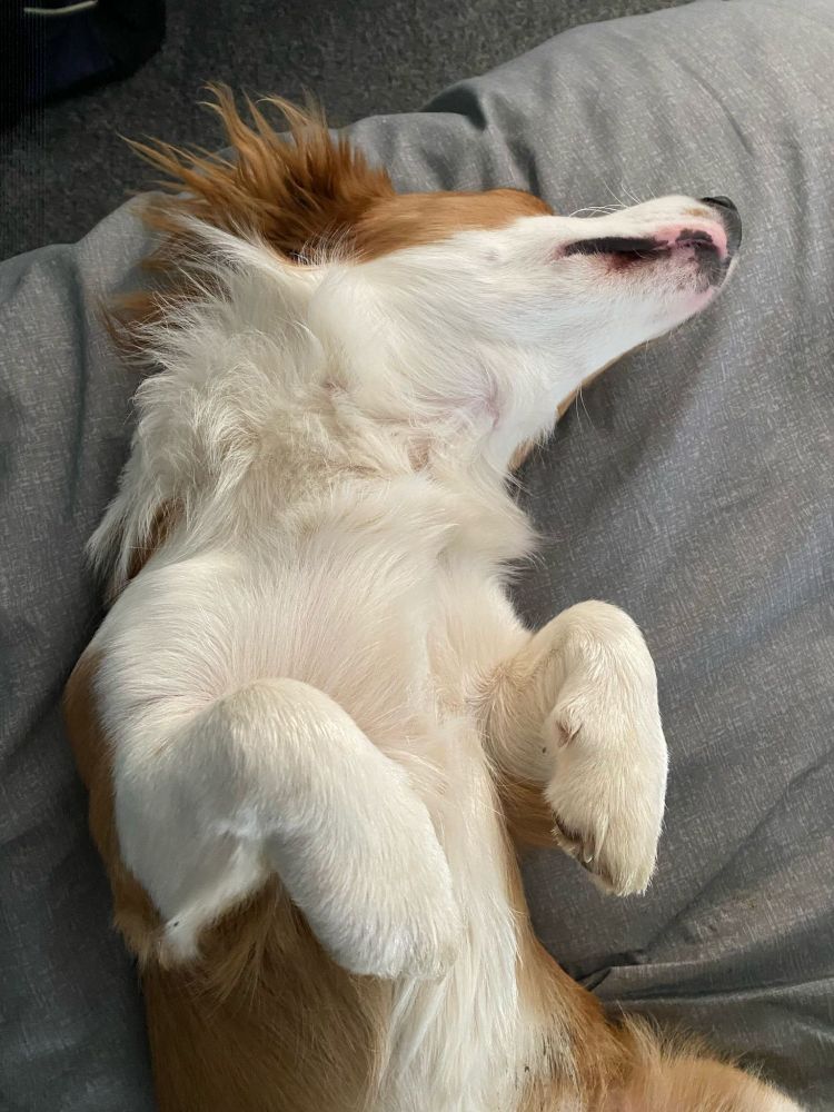 An adorable puppy on his back, sparked out, paws in the T-Rex position 