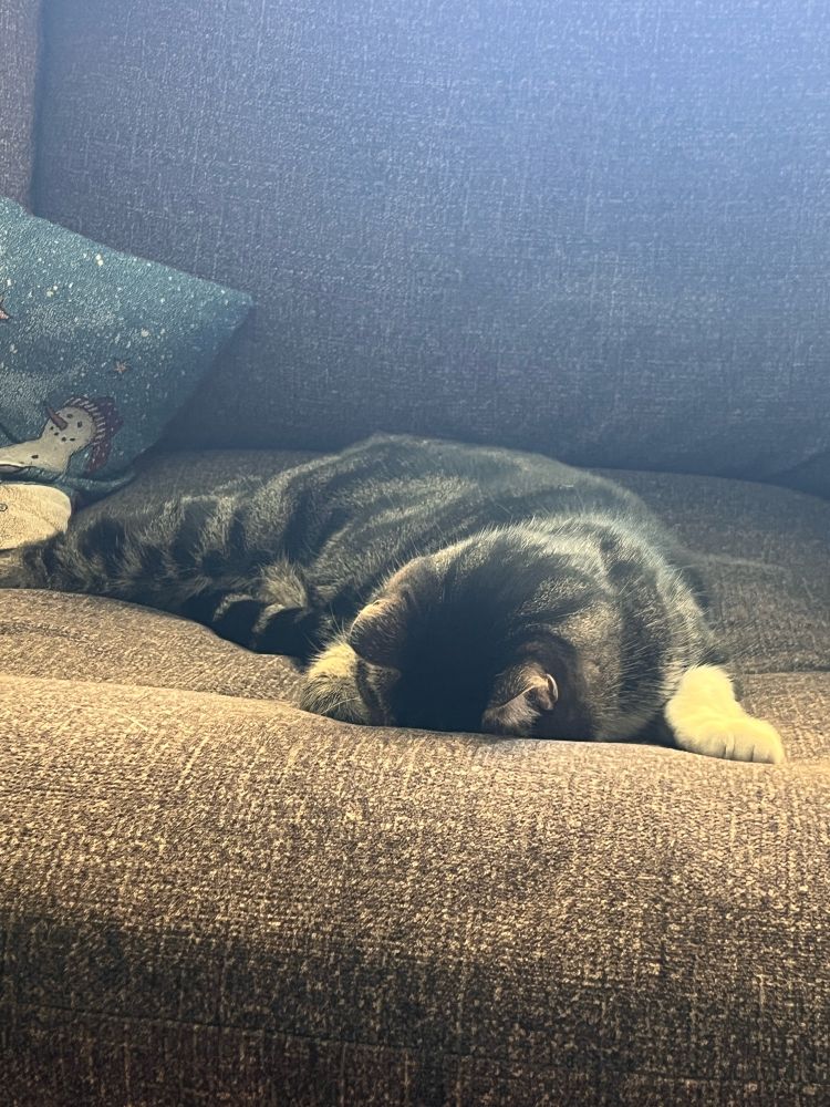 A cute kitty face plants on a couch 