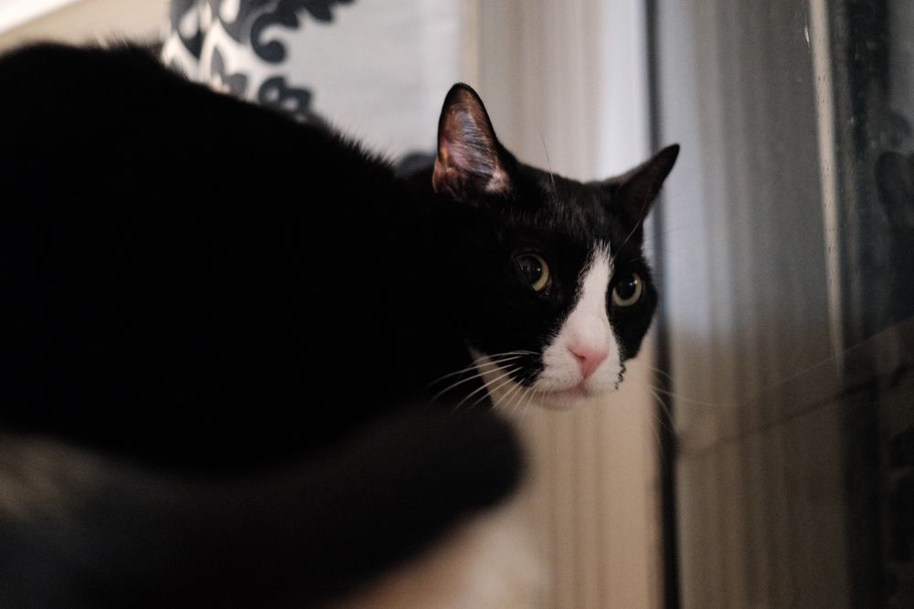 A black and white tuxedo cat looking over its shoulder, annoyed at the picture taker 
