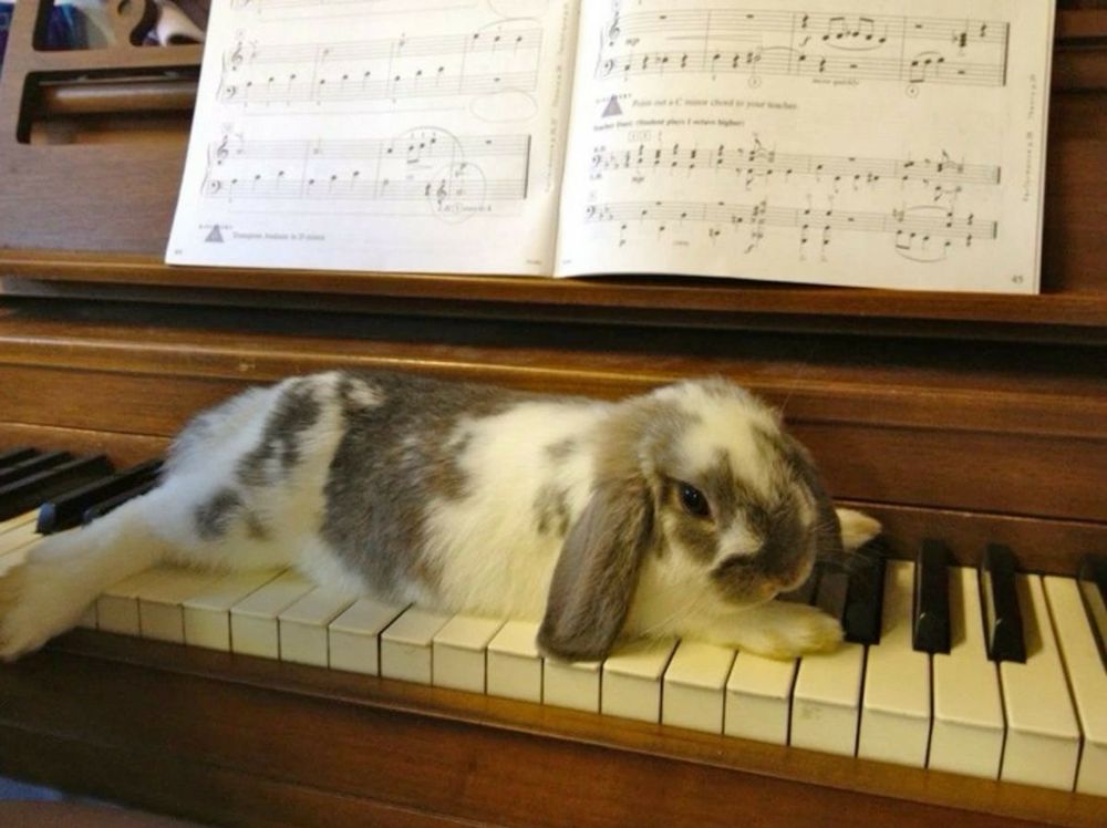 A photo of a white bunny with grey spots laying on the keys of a piano.