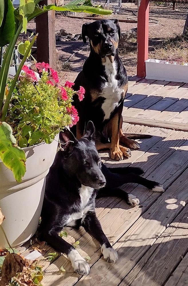 Black and white husky laying on a deck next to a flower pot with pink flowers in it. Sitting behind the husky is a Rottweiler with a white chest. 