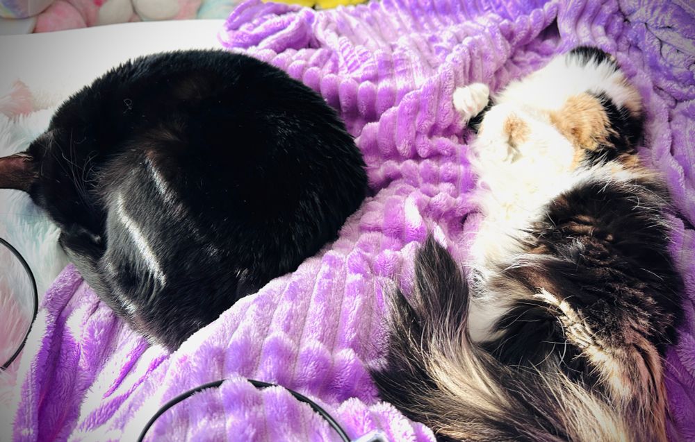 Two cats, one black and one calico, cuddled on a chair with the purple blanket. 