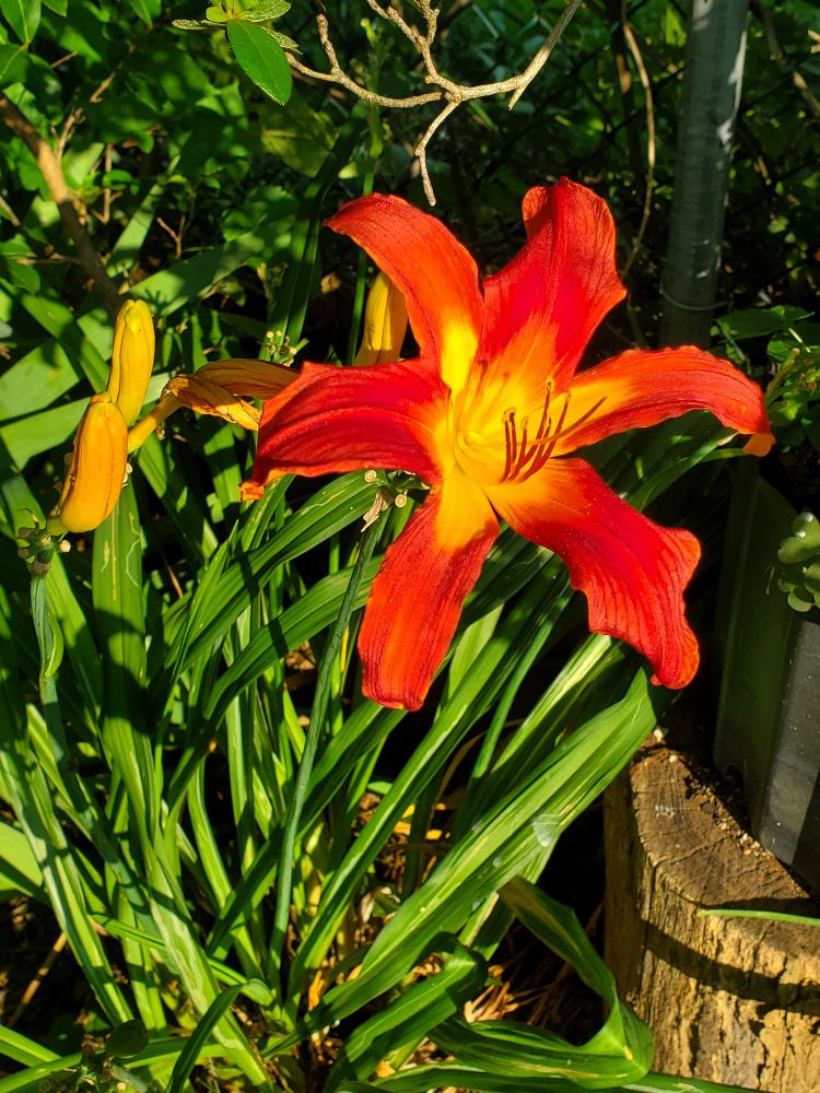 Brilliant orange lily with gold center lit by the sun.