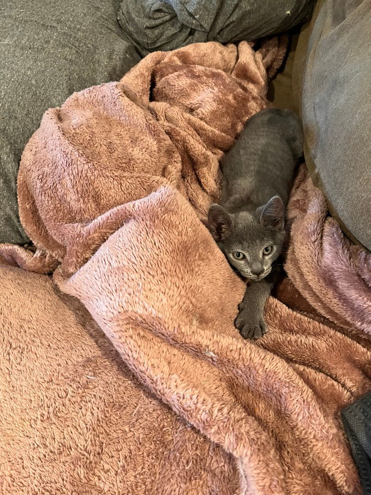 Gray tabby kitten snuggled up next to a blanket lump in the shape of a cat 