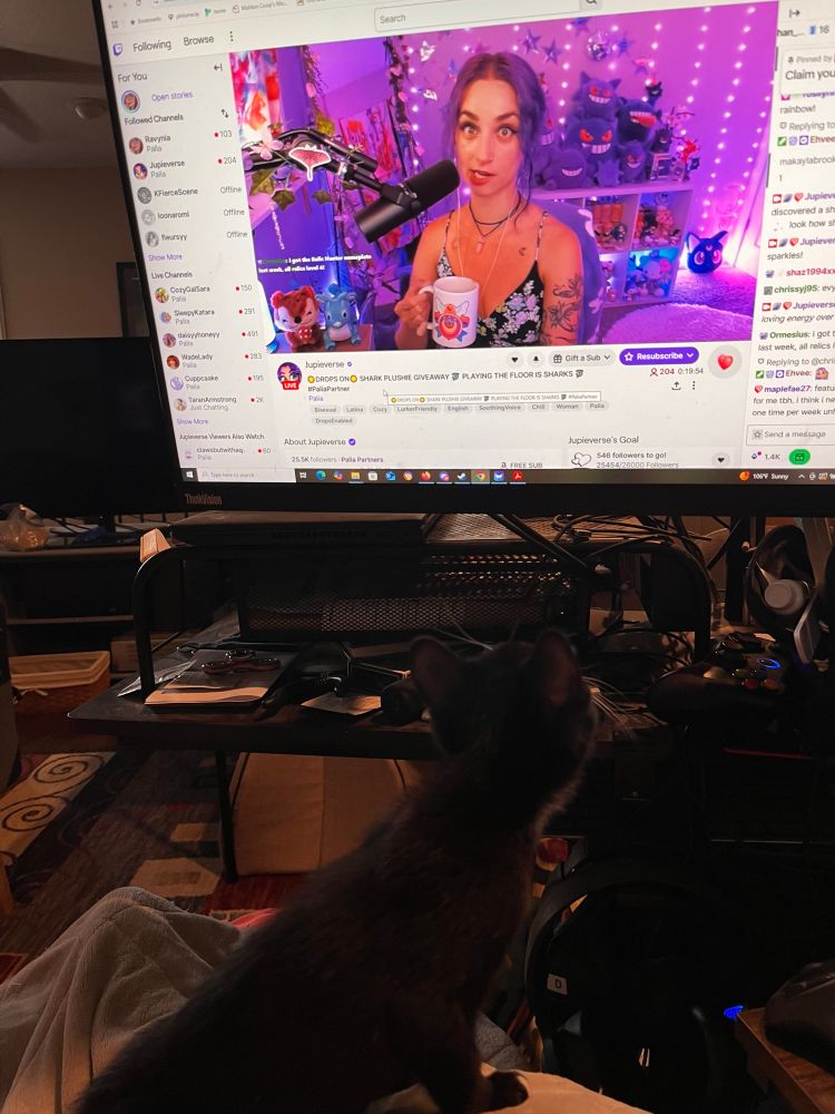 A small black kitty watching a monitor showing a twitch streamer