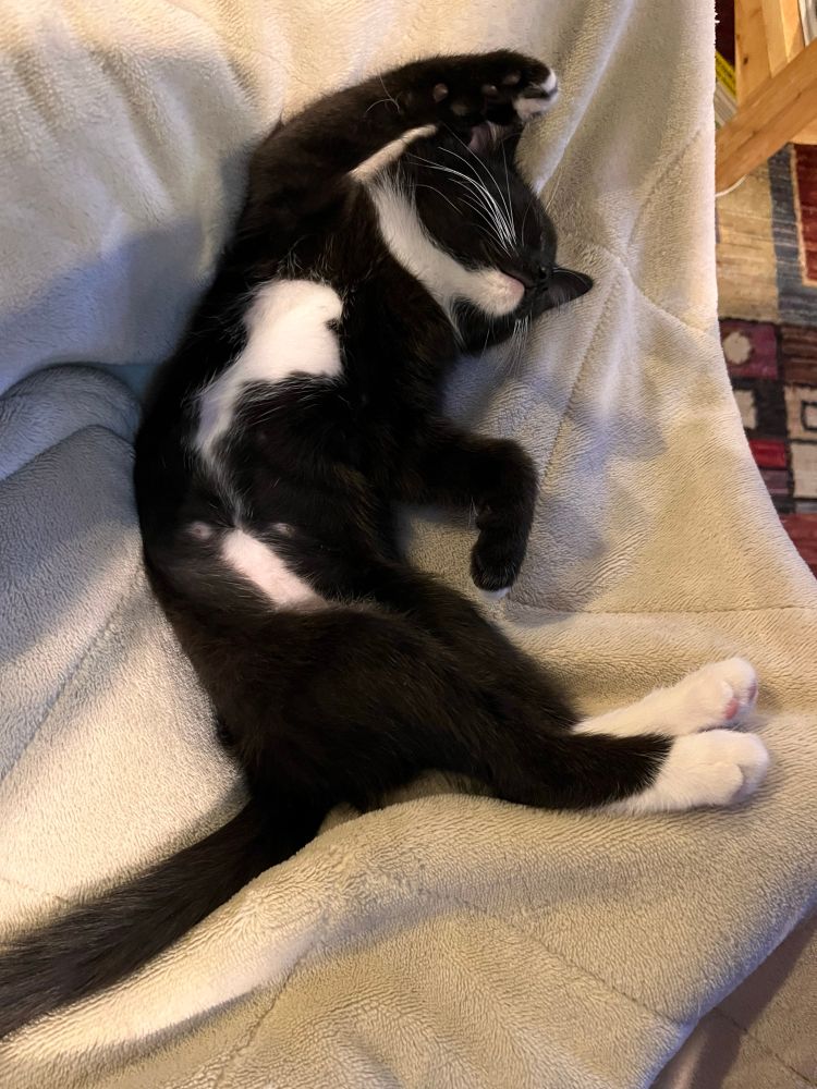 A black and white cat on her back, legs stretched out 