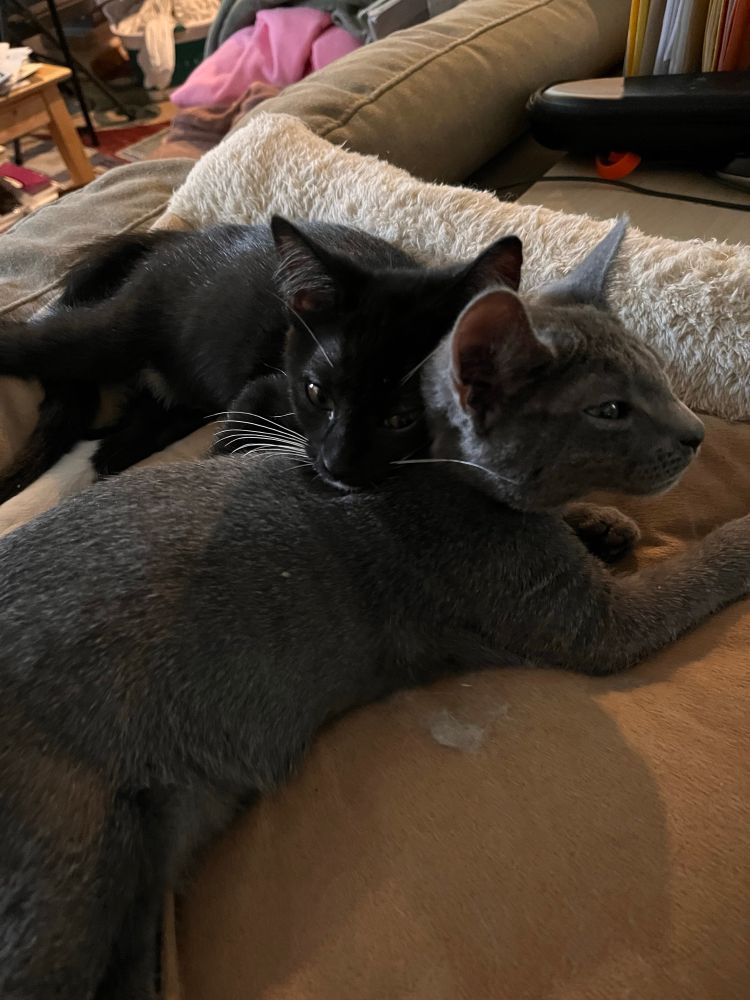 Two kittens. The black kitten is resting her head on the back of a gray kitten 