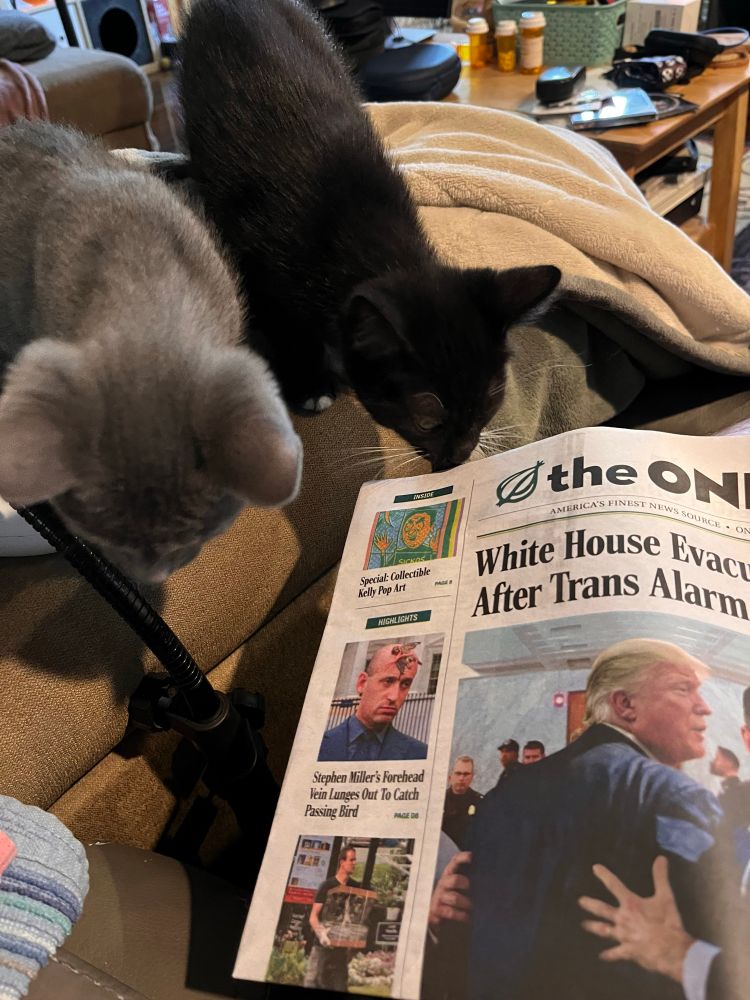 Two kittens, one gray one black inspecting the current issue of the Onion newspaper 