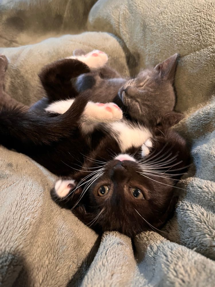 A Black and White kitten and a gray kitten are cuddling on a blanket 