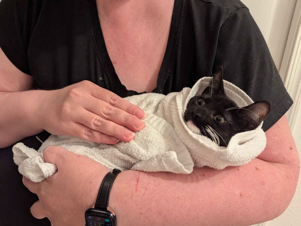 a small black and white kitten wrapped up in white towels being held by a white woman who's face cannot be seen. The kitten looks rather stunned. 