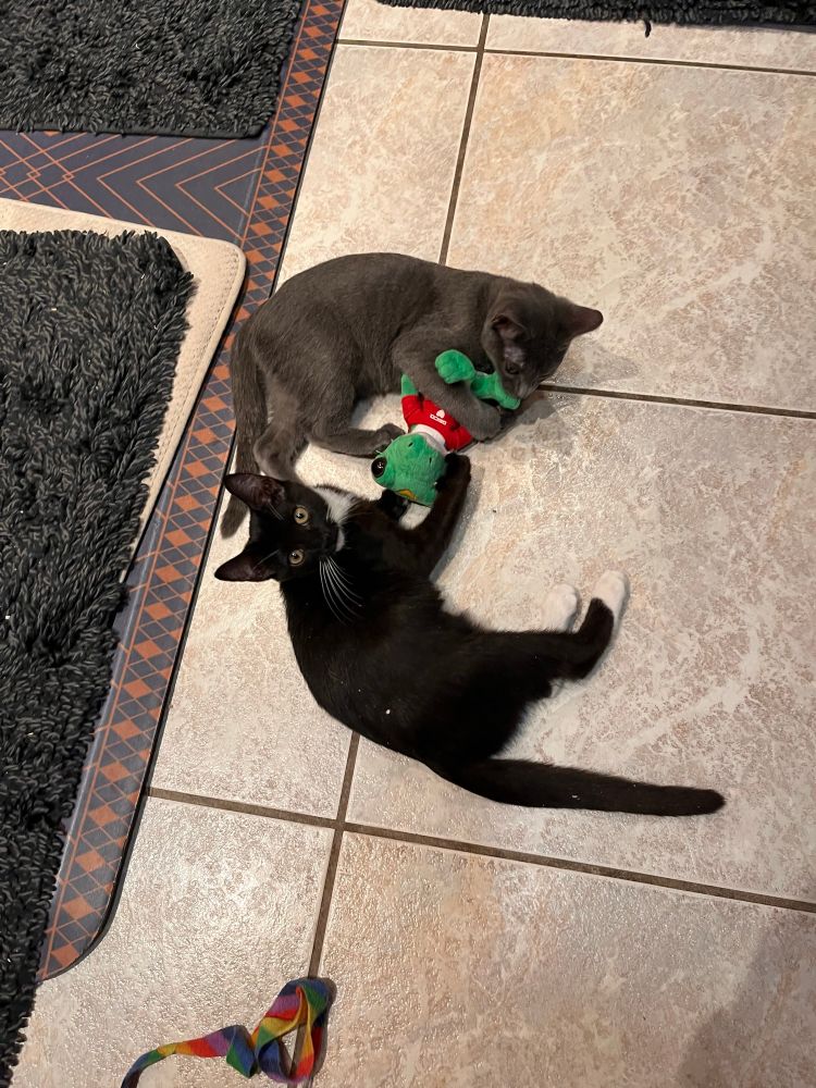 Two kittens, one tuxedo one gray, wrestling over a stuffed gecko toy