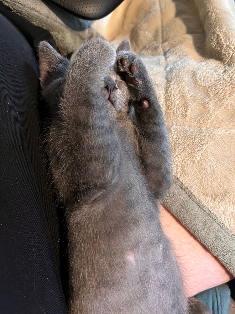 A gray kitten asleep stretched out on his back with his little paws covering his face 