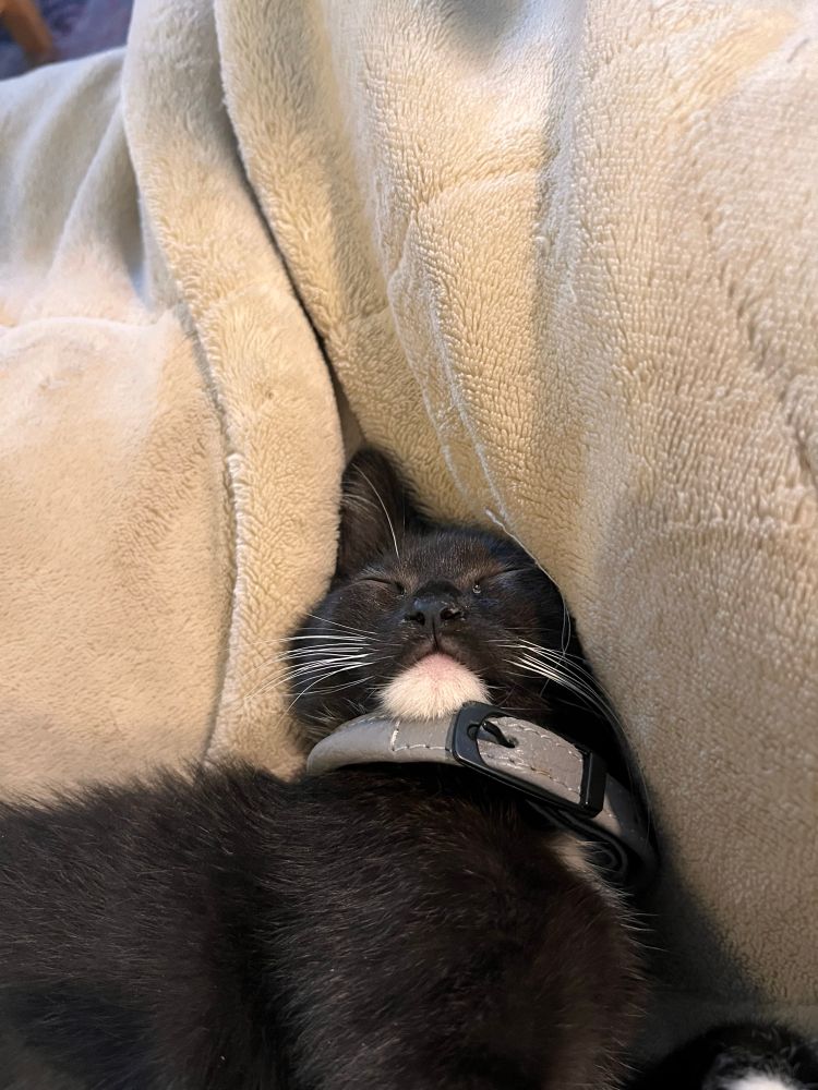 Small black and white cat with a gray collar much too big for her