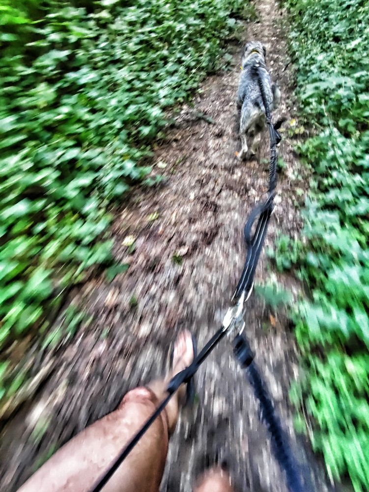 Image d'un chien qui court devant son maître lui-même en sandales Panta...
Ne cherchez pas.