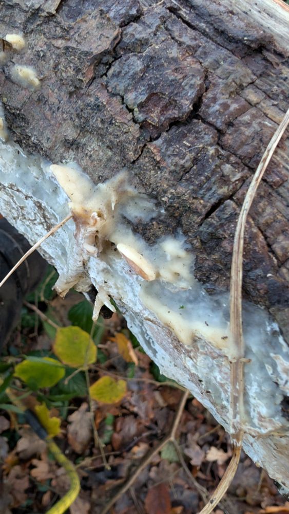 Some cloudy looking whitish fungus covering a log