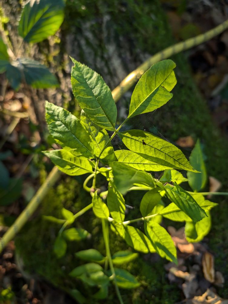 Leaves of the tree it's attached to