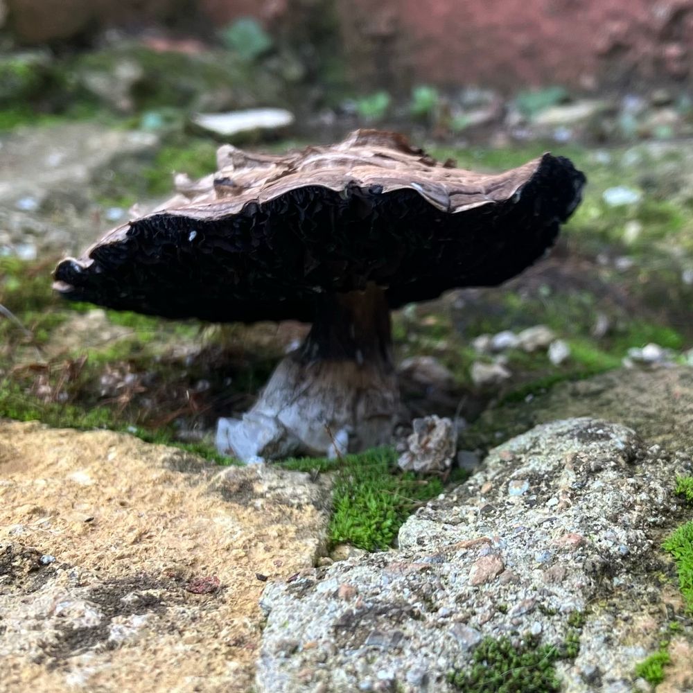 Seta crecida entre piedras 