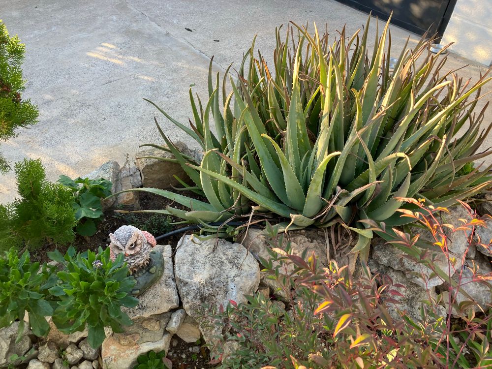 Aloe enorme y estatua de un búho en un jardín con muro de piedra