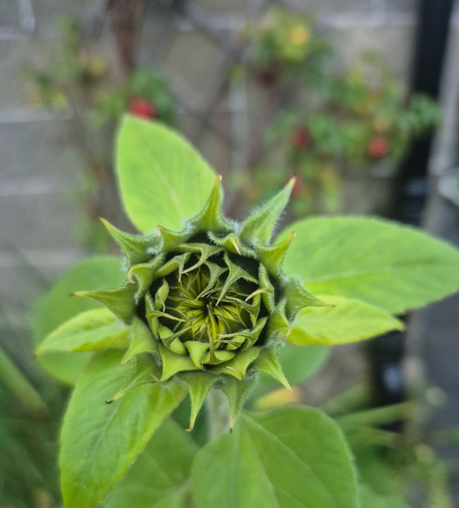 Looking at the head of a sunflower plant. The flower has not yet appeared and is still covered with green sepals. Out of focus in the background is a trellis with roses