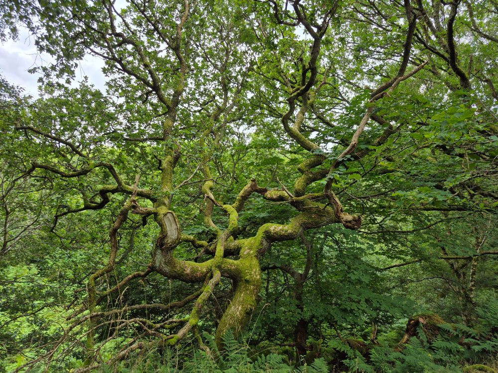 An old gnarled tree with twisted branches reaching out in different directions. It has a mossy green trunk and branches, while it sits in beside more greenery!