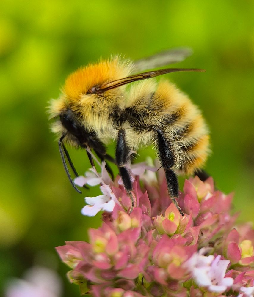 A fresh common carder ginger yellow bumblebee foraging on a little group of tiny flowers. The background is out of focus greenery.