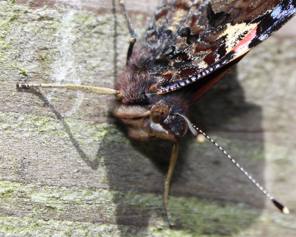 Close up photo showing the cute little face of a red admiral butterfly. It sits on a wooden fence body facing downwards, wings in the closed position.