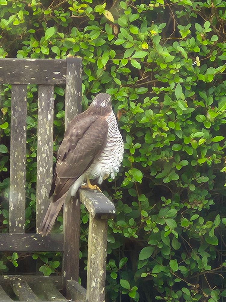 A very 'dumpy' looking sparrowhawk sits on the edge of the garden bench. It faces away from the camera. There is a privet hedge in the background.