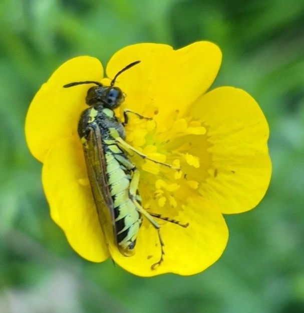 A photo taken looking down into a buttercup. It has a sawfly inside that is resting on its side tucked in between the petals and the anthers. 