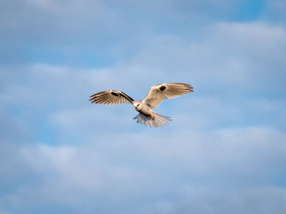 White-tailed Kite (powerful looking white bird of prey) hovering in the air, wings spread wide 