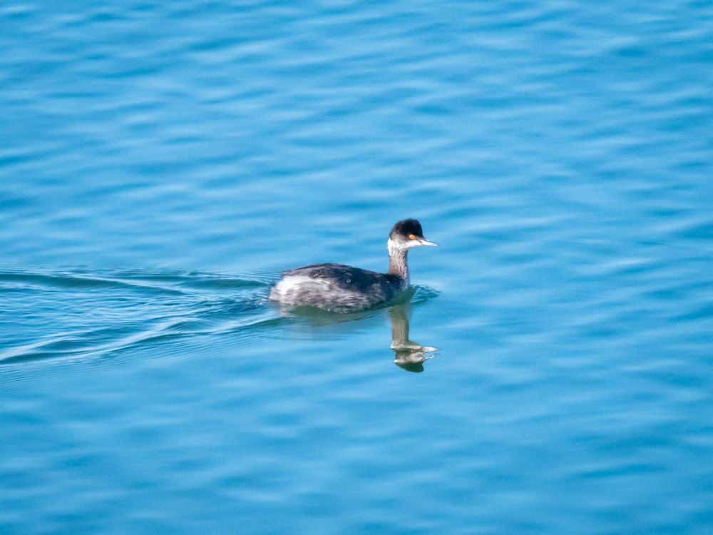 Eared Grebe in nonbreeding plumage 