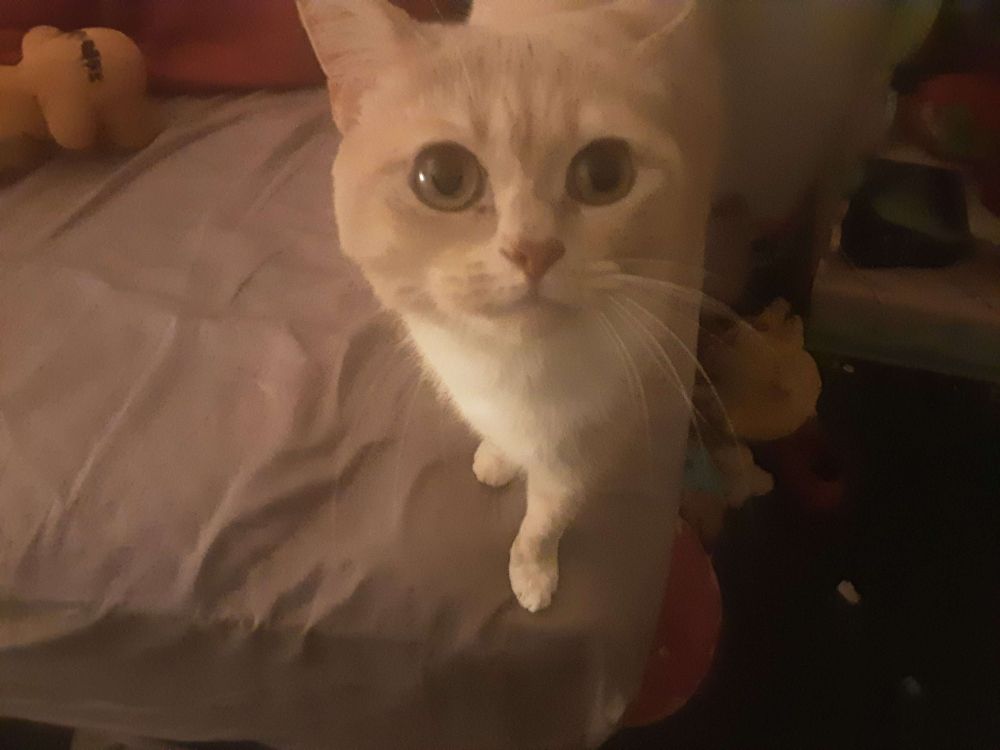 Cream cat standing on the edge of a bed. big eyes and looking next to the camera