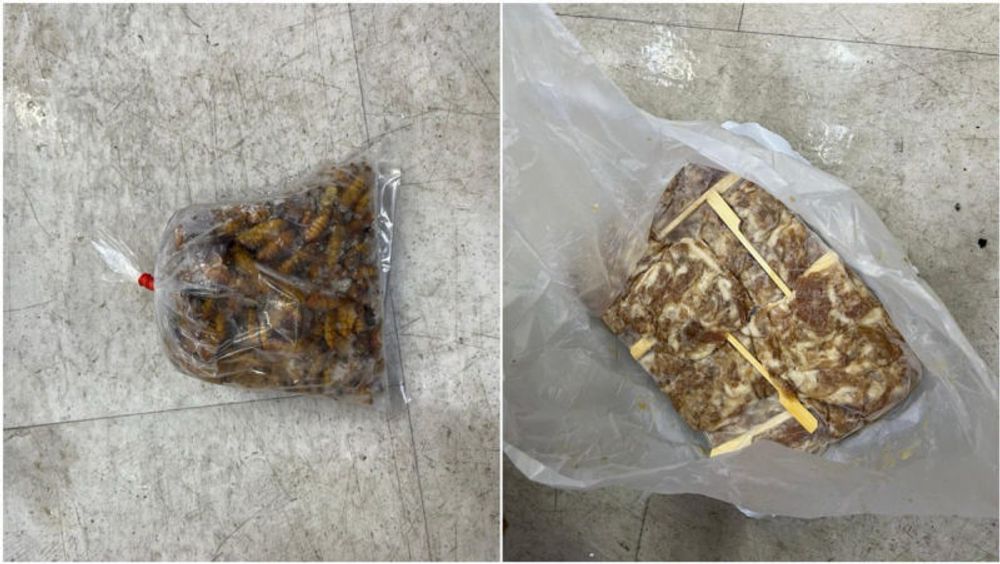 Beetles, snails among 300kg of illegally imported food seized in raids at City Gate and Golden Mile Tower