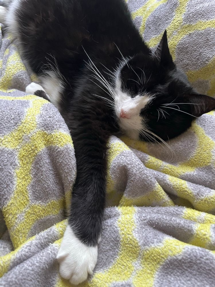 tuxedo cat sleeping with his arm outstretched on a yellow and gray blanket