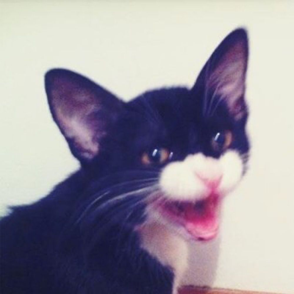 gato frajola batiminha filhote muito orelhudo rindo