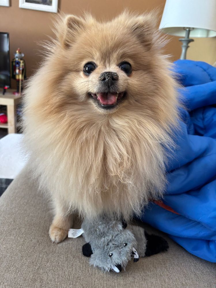 A tan Pomeranian appearing happy with a gray toy