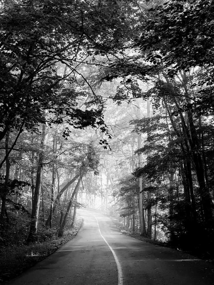In this black and white portrait formatted landscape captures a road that disappears into sunlit fog. The road leads to the middle of the composition from the foreground, and trees enclose the rest of the space of the image. There's a tunneling effect from the trees arching over the road and a sense of depth in the varying shades of black and gray as they move further into the distance with atmospheric perspective. At the point that the road disappears there is a curve which gives a sense of the road turning into trees, and that adds a sense of mystery to the image.