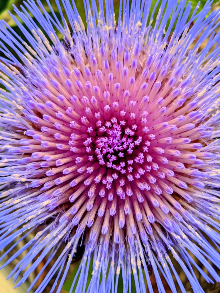 The thin petals of an artichoke flower create an array of line and color. The petals create a gradient from deep pink in the center to an intense purple around the edges. This is what happens when you don't harvest your artichokes.