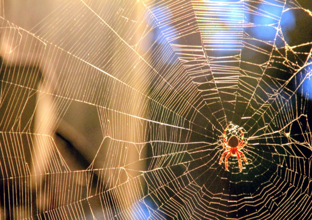 This photograph shows a massive spider web filling the frame. The center of the web is in the lower right area of the composition showing that only a portion of the web is captured in the image. The web is backlit And catches the light dramatically as darkness falls. A large or beaver spider rests at the center of the web waiting for its prey. 

I'm not terribly afraid of spiders, but it was startling to walk out my back door and almost walk into this web. That would have been a nightmare due to the cringy feeling of spider webs on your face and also the undoing of the hard work of the spider. The real nightmare is for the mosquitoes.