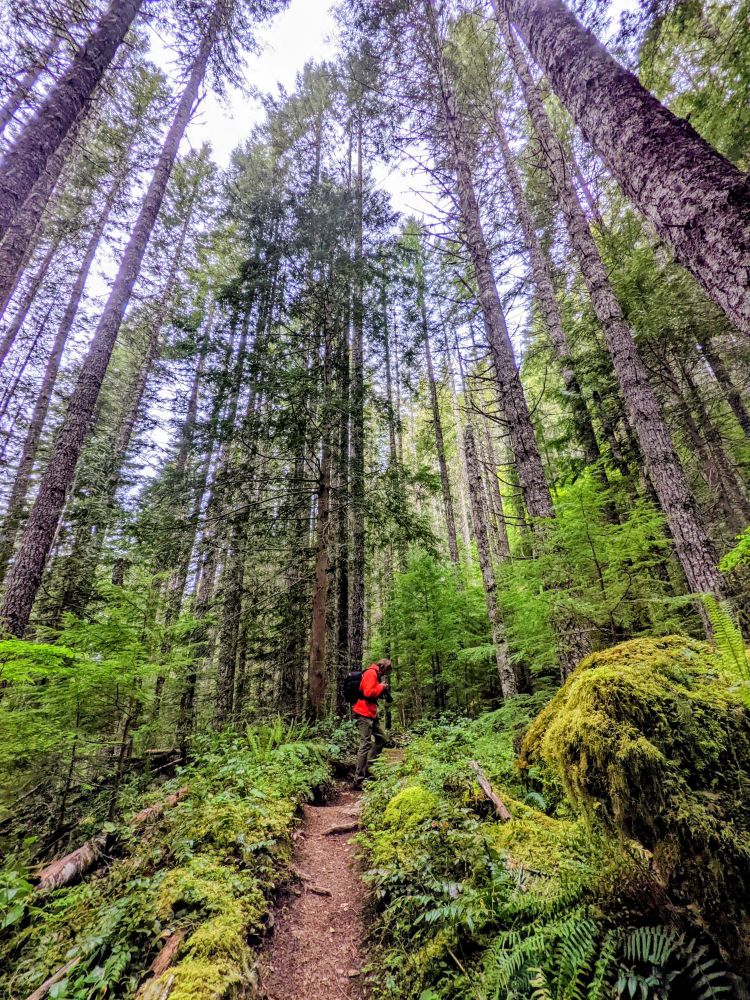 A person in a red shirt stands in the distance on a hiking trail looking down at the ferns. All around trees stand tall, emphasized by the low perspective of the photographer.
North Cascades National Park.